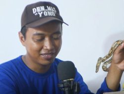 Kisah Nugroho Relawan Reptil Pacitan, Dari Hobi Kini Jadi ‘Pawang Ular’